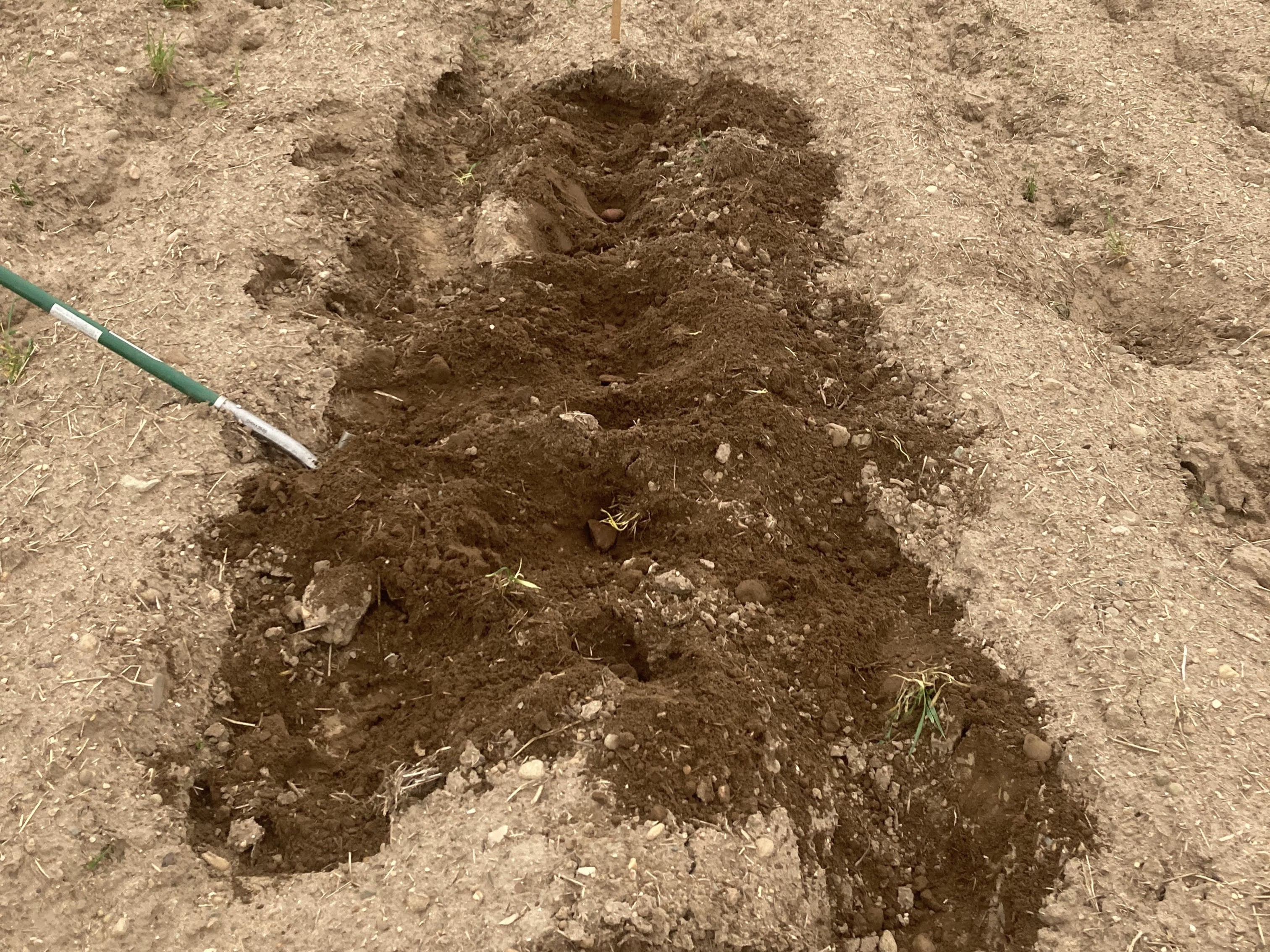 Freshly dug trench in a field exposing soil and seed pieces, illustrating seed piece decay and poor emergence.